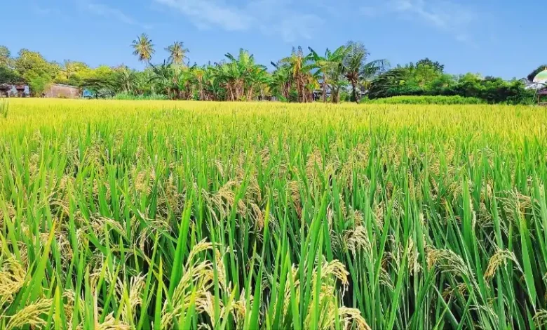 Lahan Pertanian di Desa Maman Sumbawa