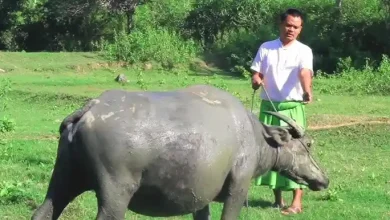 Desa Sebeok Kembangkan Tiga Sektor Produktif