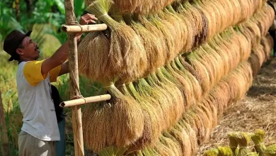 Petani Desa SP III Prode Jaga Ketersediaan Pangan