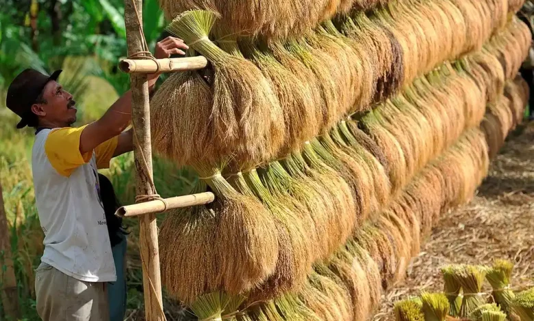 Petani Desa SP III Prode Jaga Ketersediaan Pangan