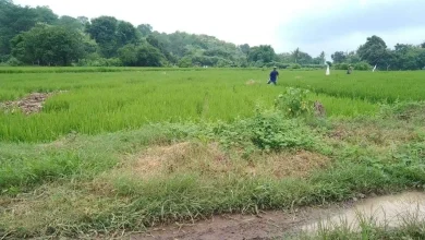 Lahan Pertanian di Desa Suka Damai Sumbawa