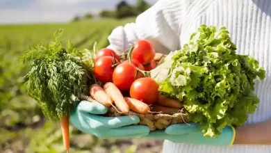 Ilustrasi hasil pertanian Desa Tengah Sumbawa