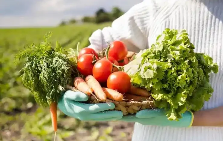 Ilustrasi hasil pertanian Desa Tengah Sumbawa