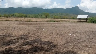 Komoditas Padi dan Jagung Warnai Aktivitas Ekonomi Warga Desa Sepakat