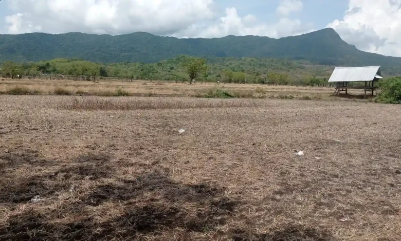 Komoditas Padi dan Jagung Warnai Aktivitas Ekonomi Warga Desa Sepakat