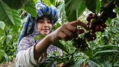 Kopi Jadi Komoditas Unggulan Desa Lebangkar Sumbawa