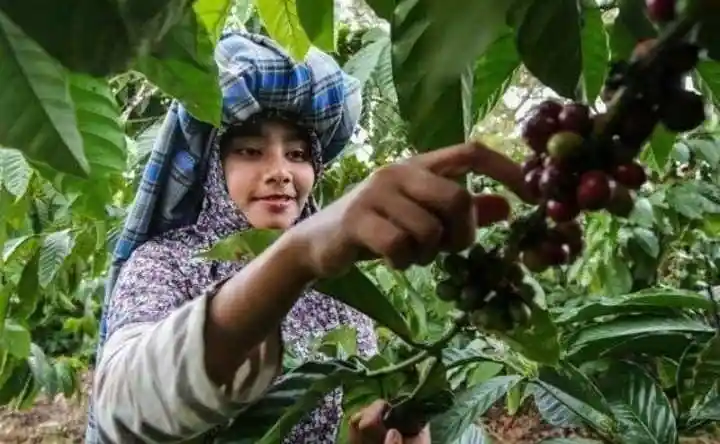Kopi Jadi Komoditas Unggulan Desa Lebangkar Sumbawa