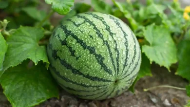 Semangka Desa Tatede Sumbawa Mulai Dikirim ke Jawa Timur