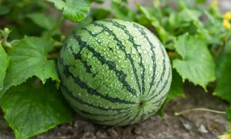 Semangka Desa Tatede Sumbawa Mulai Dikirim ke Jawa Timur