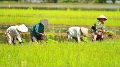 90 Persen Warga Desa Tatede Sumbawa Sumber Pendapatannya dari Pertanian