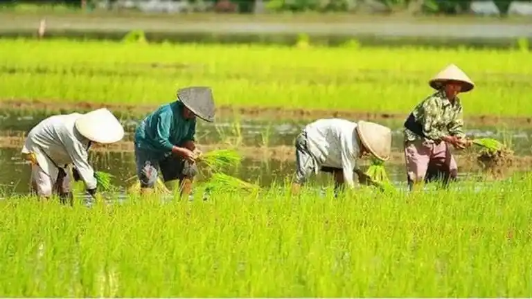 90 Persen Warga Desa Tatede Sumbawa Sumber Pendapatannya dari Pertanian