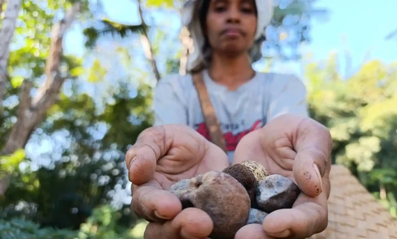 Bantuan Bibit Kemiri Penting untuk Potensi Baru Desa Kerekeh Sumbawa