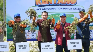 Wabup Edwin Usahakan Petani Kentang Sembalun Dapat Bantuan Peralatan