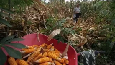Padi dan Jagung Jadi Komoditas Unggulan Desa Jamu Sumbawa