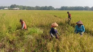 Pertanian dan Peternakan Jadi Tulang Punggung Ekonomi Masyarakat Desa Lunyuk Rea Sumbawa