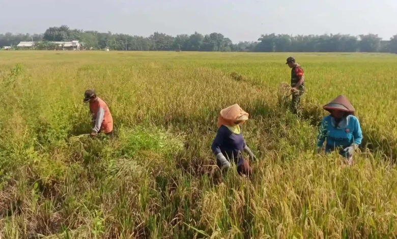 Pertanian dan Peternakan Jadi Tulang Punggung Ekonomi Masyarakat Desa Lunyuk Rea Sumbawa