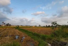 Lahan Sawah di Kota Mataram Sektor Pertanian NTB