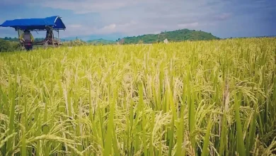 Desa Juranalas Fokus Penanaman Padi