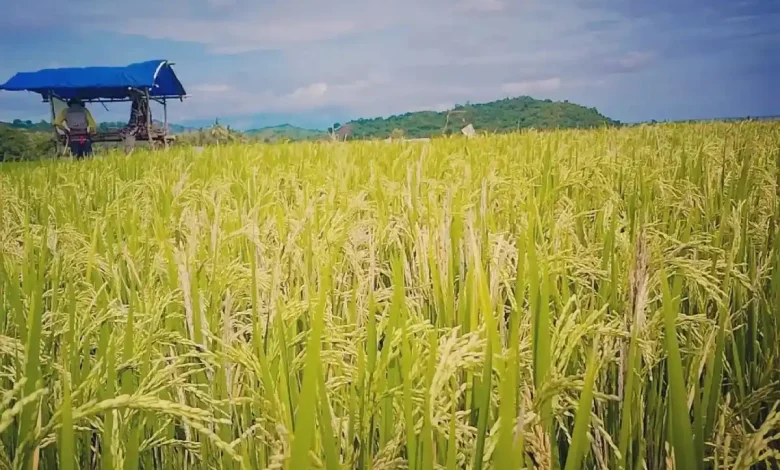 Desa Juranalas Fokus Penanaman Padi