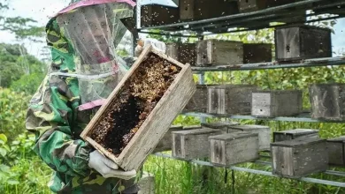 Ilustrasi budidaya madu trigona di Desa Bale Brang