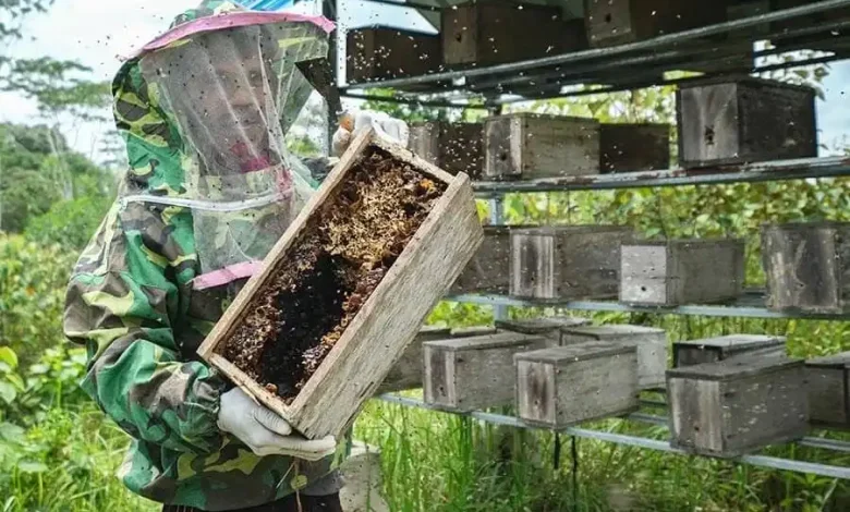 Ilustrasi budidaya madu trigona di Desa Bale Brang