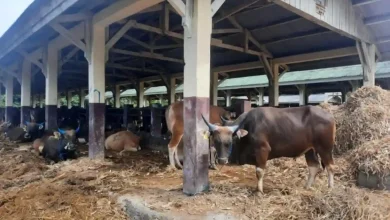 Potret ternak di karantina pertanian Sumbawa Besar