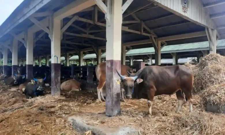 Potret ternak di karantina pertanian Sumbawa Besar