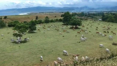 Klaster Agribisnis Ternak Terintegrasi di Sumbawa