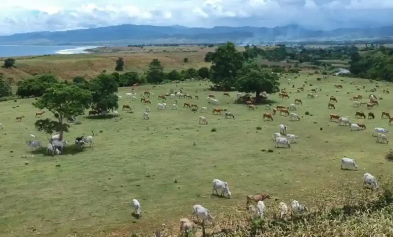 Klaster Agribisnis Ternak Terintegrasi di Sumbawa