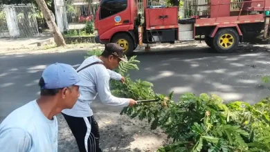 DLH Lotim Mulai Pangkas Ranting Pohon Jelang Musim Hujan