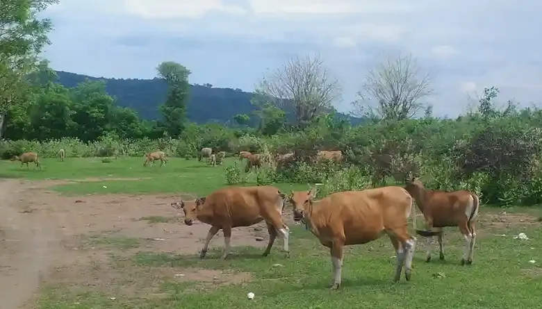 Ilustrasi ternak sapi di Desa Motong Program Desa Berdaya