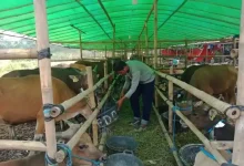 Ketua Asosiasi Peternak dan Pedagang Sapi Bima Indonesia Furkan Sangiang