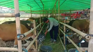 Ketua Asosiasi Peternak dan Pedagang Sapi Bima Indonesia Furkan Sangiang