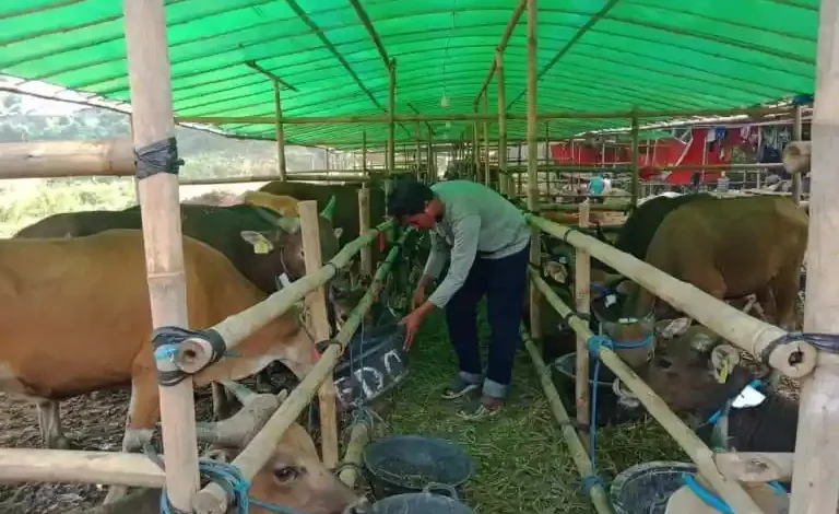 Ketua Asosiasi Peternak dan Pedagang Sapi Bima Indonesia Furkan Sangiang