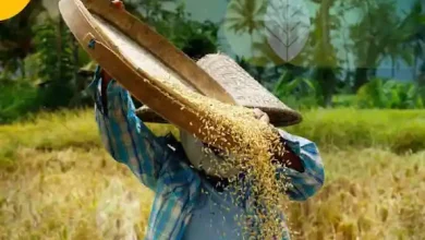 Ilustrasi petani sedang memanen padi di Desa Jamu Sumbawa