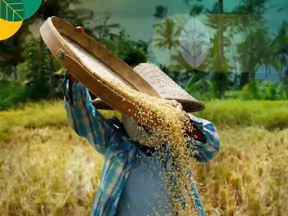 Ilustrasi petani sedang memanen padi di Desa Jamu Sumbawa