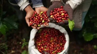 Ilustrasi bibit kopi di Desa Lebangkar