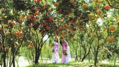 Sentra Buah Desa Banda Sumbawa Genjot Ekonomi Masyarakat