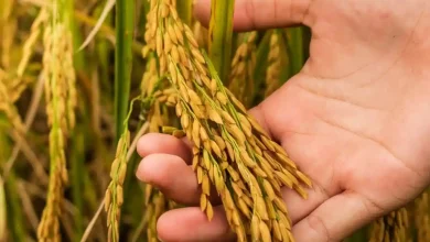 Desa Tatede Sumbawa Kembangkan Sektor Pertanian