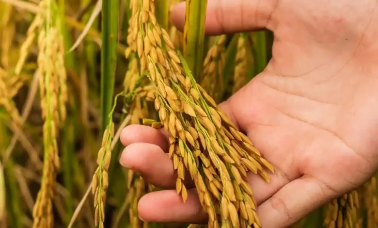 Desa Tatede Sumbawa Kembangkan Sektor Pertanian