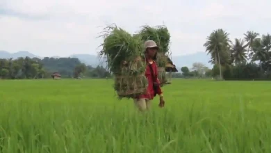 Desa Desaloka Sumbawa Barat