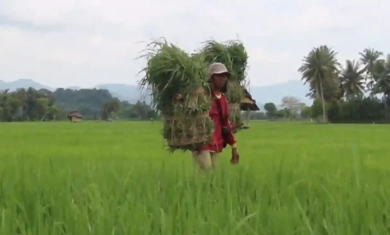 Desa Desaloka Sumbawa Barat