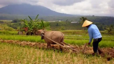 Pertanian dan Peternakan Jadi Harapan Ekonomi Warga Desa SP III Prode Sumbawa