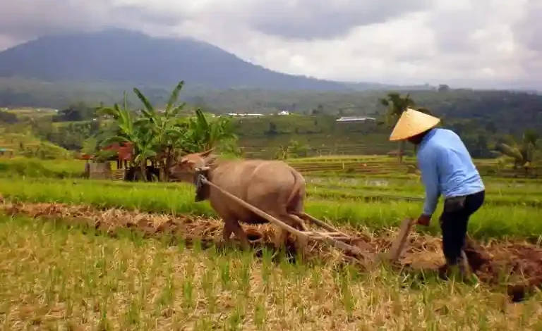 Pertanian dan Peternakan Jadi Harapan Ekonomi Warga Desa SP III Prode Sumbawa