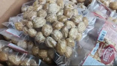 Kemiri Jadi Andalan Desa Marente