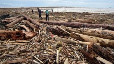 Penampakan sampah kayu gelondongan yang terbawa banjir.