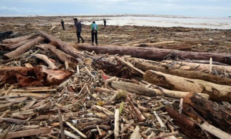 Penampakan sampah kayu gelondongan yang terbawa banjir.