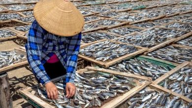 Lombok Timur Jadi Daerah Prioritas Penguatan IKM Olahan Ikan Nasional
