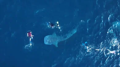 Potret aktivitas wisata Hiu Paus di Teluk Saleh Sumbawa