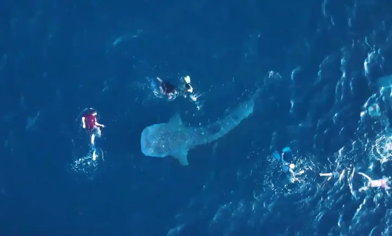 Potret aktivitas wisata Hiu Paus di Teluk Saleh Sumbawa